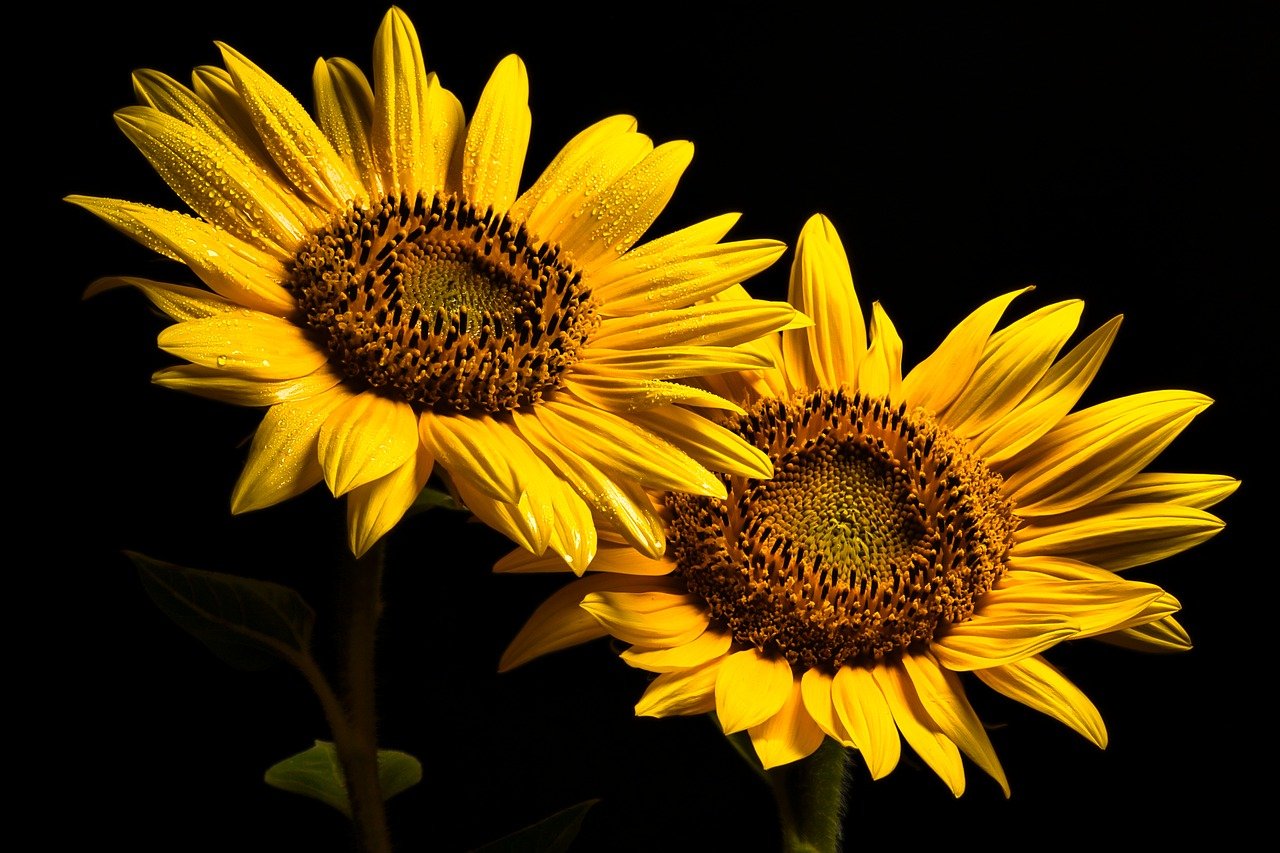 sunflowers-8175241_1280